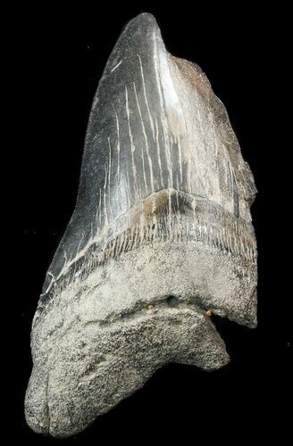 Partial, Megalodon Tooth #44831